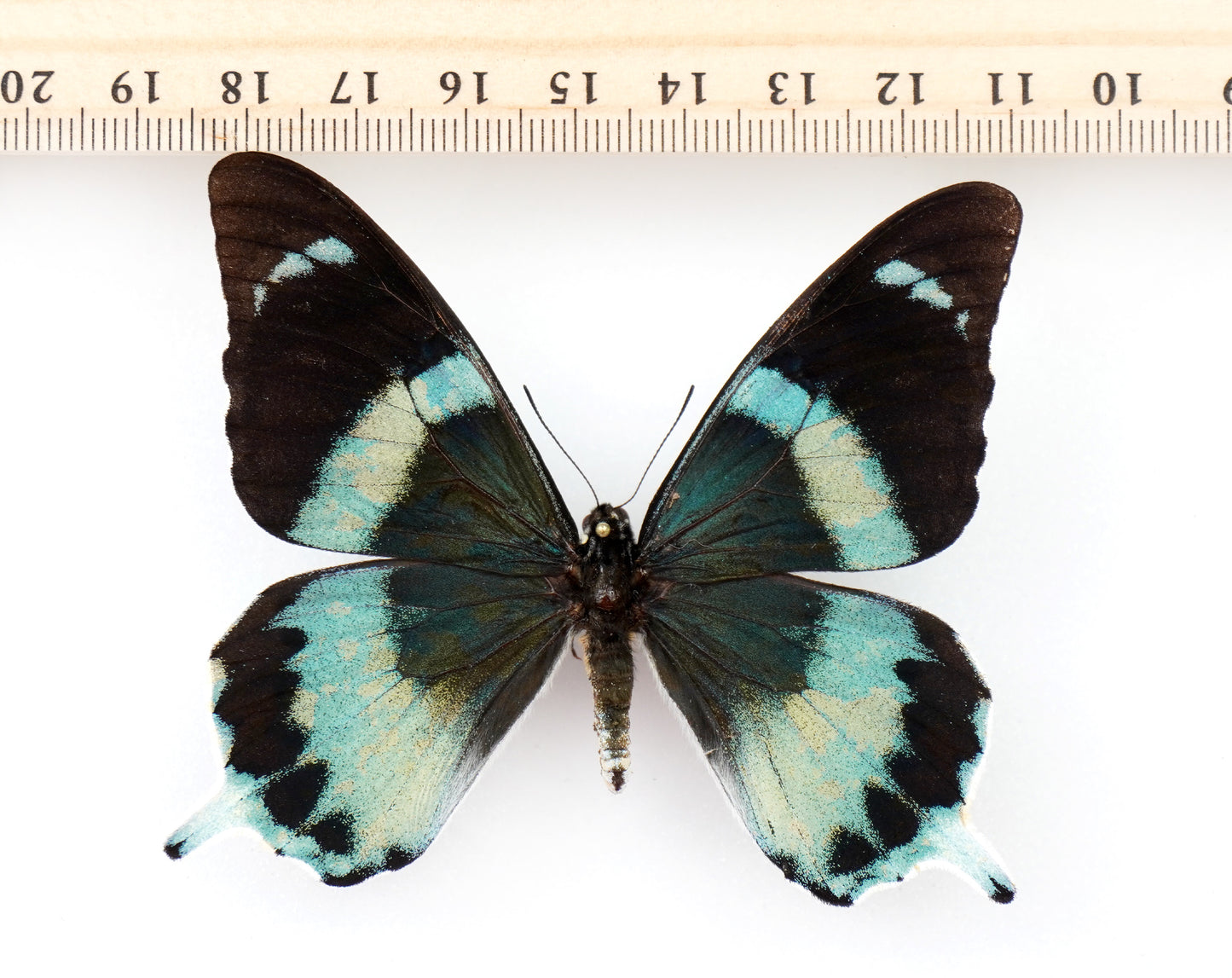 Papilio laglaizei ♂ (PNG)