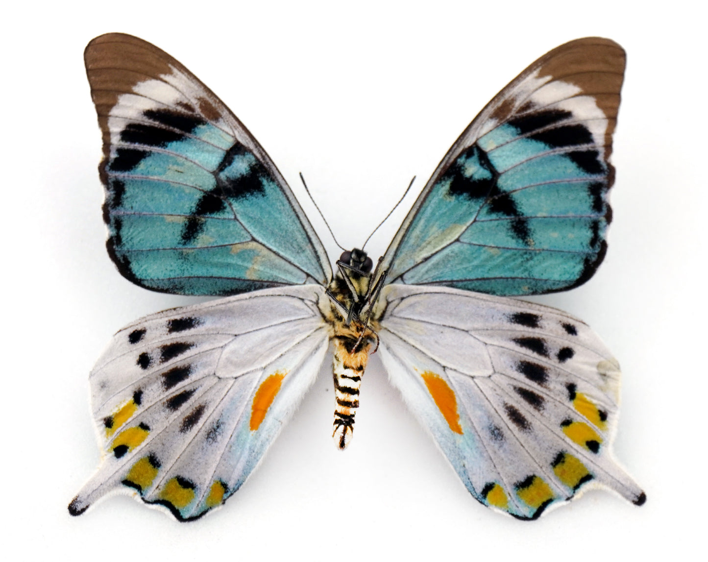 Papilio laglaizei ♂ (PNG)