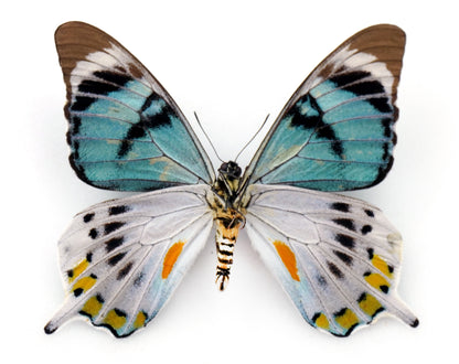 Papilio laglaizei ♂ (PNG)