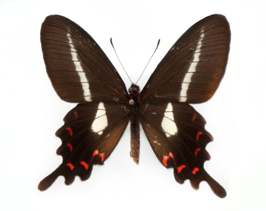 Parides proneus ♀ (Brasilien)