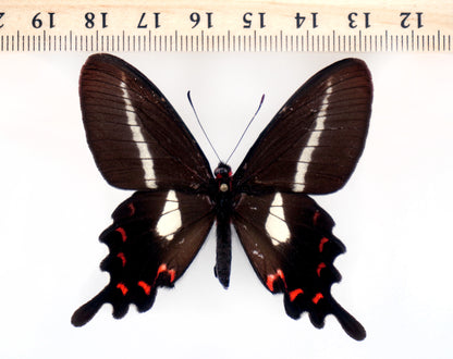 Parides proneus ♀ (Brasilien)