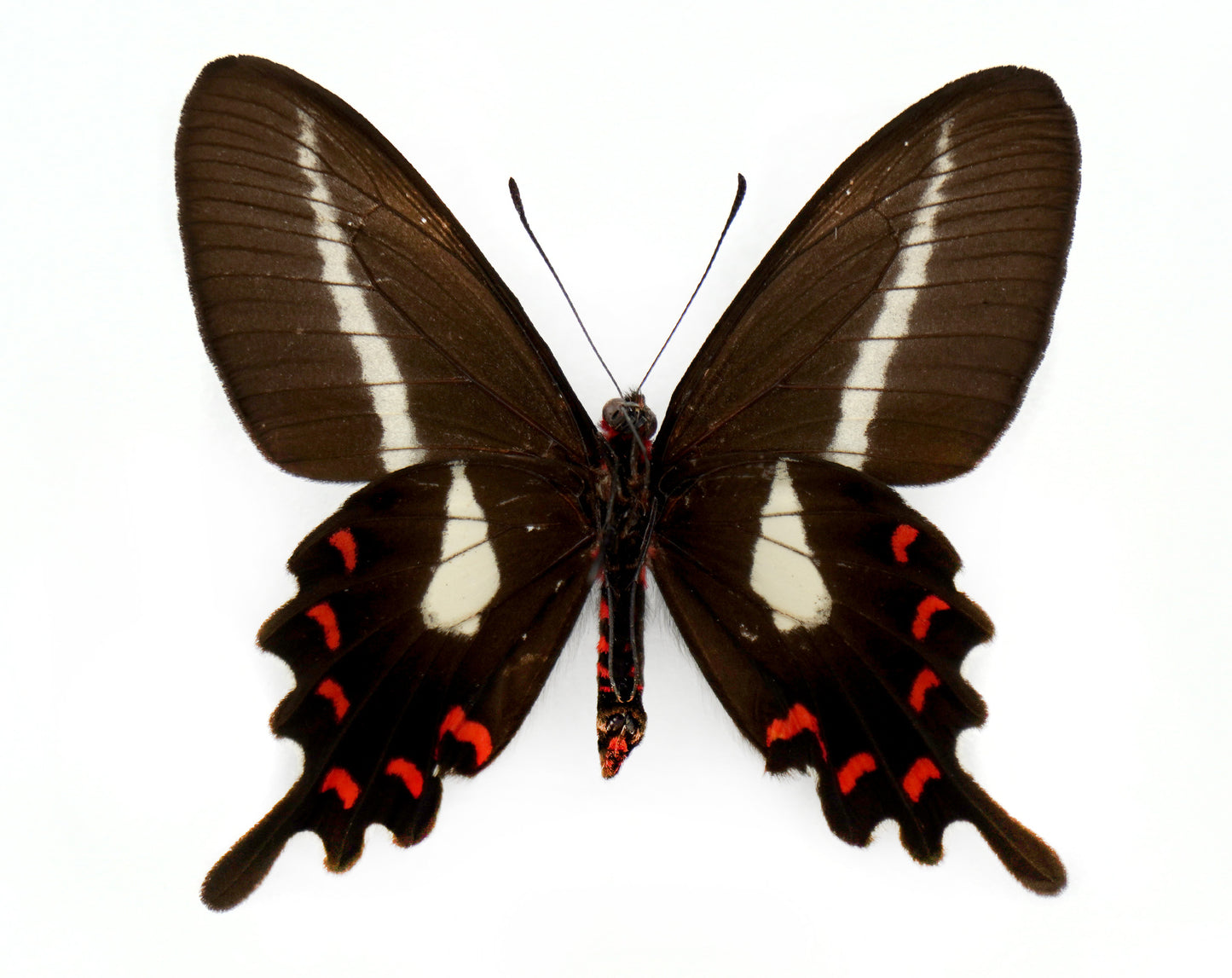 Parides proneus ♀ (Brasilien)