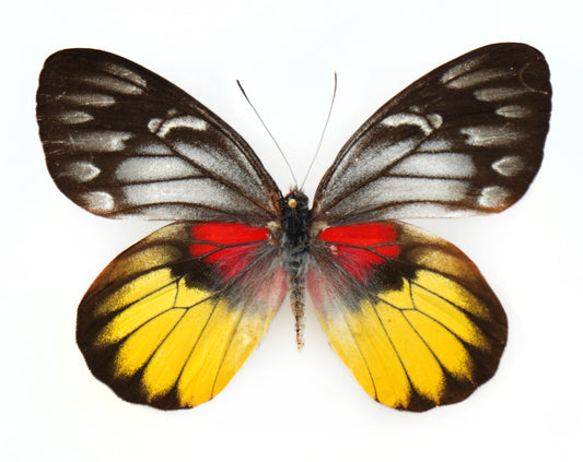 Delias acalis acalis ♀ (Chiang Mai)