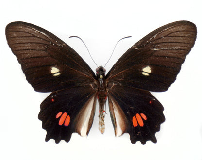 Parides anchises stilbon ♂ (Brasilien)