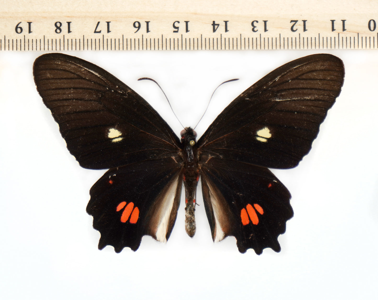 Parides anchises stilbon ♂ (Brasilien)