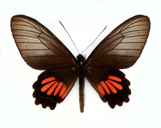 Parides neophilus olivencius ♀ (Peru)