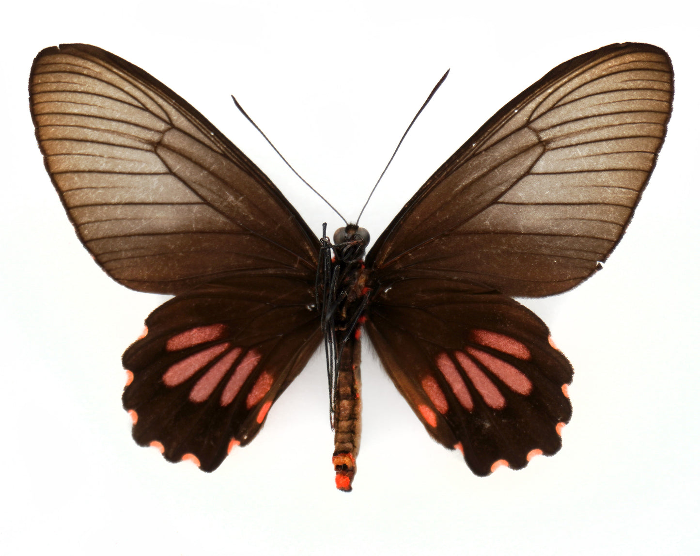 Parides neophilus olivencius ♀ (Peru)