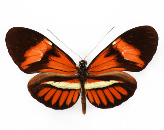 Heliconius Hybride (South America)