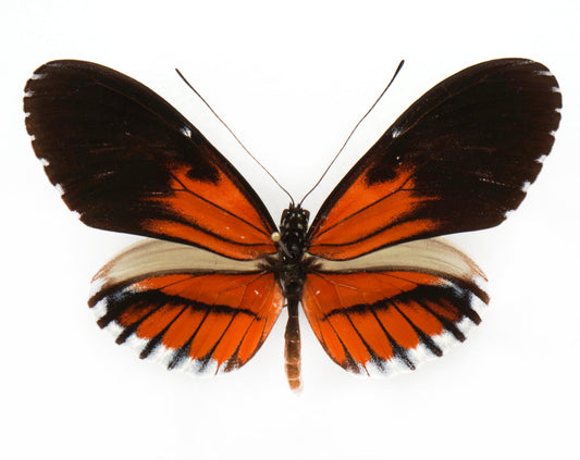 Heliconius Hybride (South America)