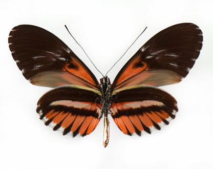 Hybride Heliconius (Amérique du Sud)