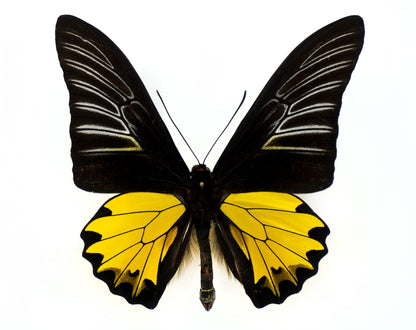 Troides prattorum ♂ (Buru Island)