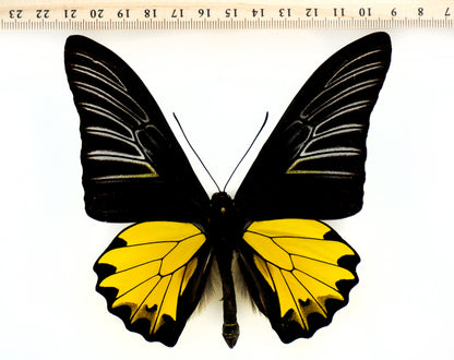 Troides prattorum ♂ (Buru Island)