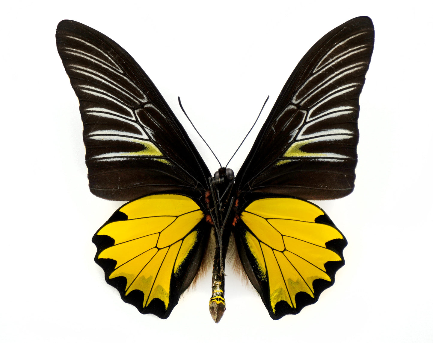 Troides prattorum ♂ (Buru Island)