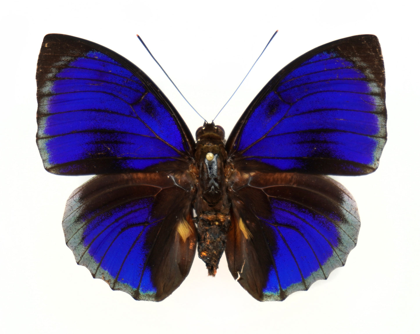 Agrias beatifica beata ♂ f. (Pérou)