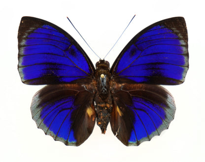 Agrias beatifica beata ♂ f. (Peru)