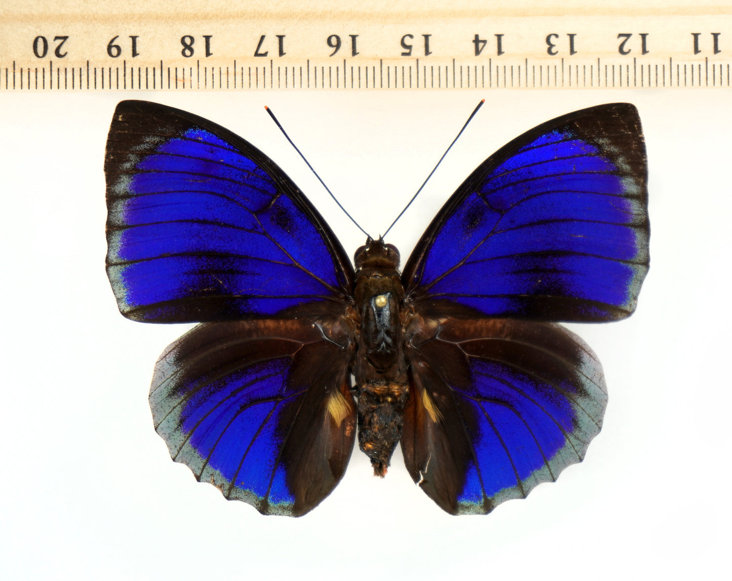 Agrias beatifica beata ♂ f. (Peru)