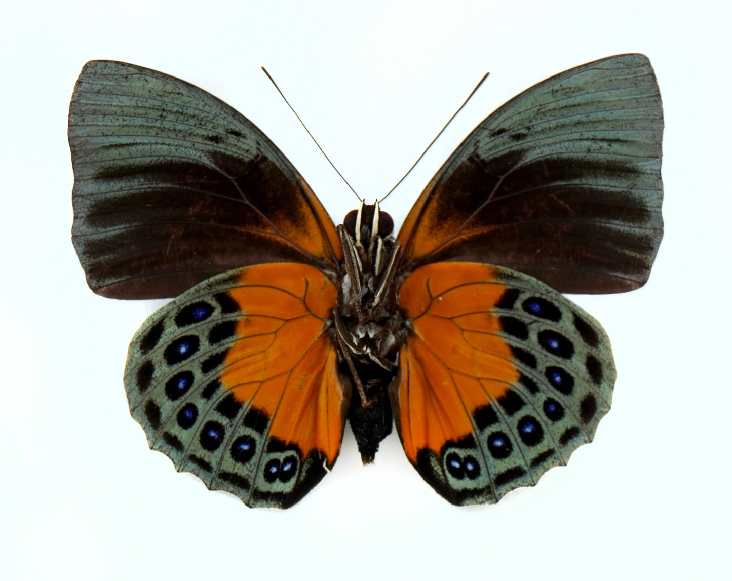 Agrias beatifica beata ♂ f. (Peru)