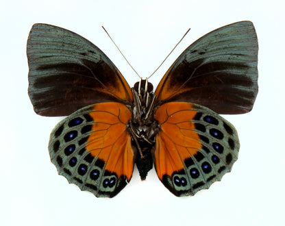 Agrias beatifica beata ♂ f. (Pérou)