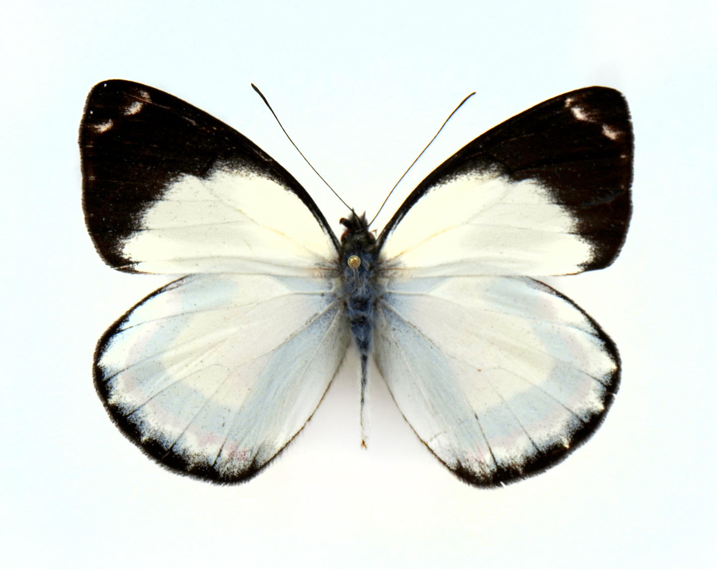 Delias luctuosa ssp. kuning ♂ (Irian Jaja)