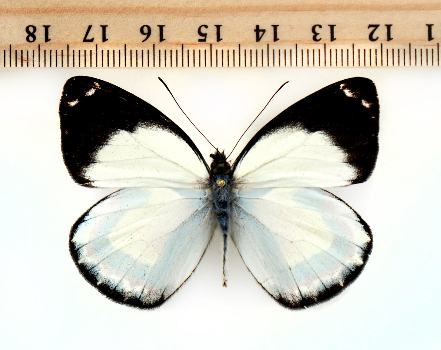 Delias luctuosa ssp. kuning ♂ (Irian Jaja)