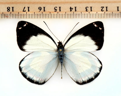 Delias luctuosa ssp. kuning ♂ (Irian Jaja)