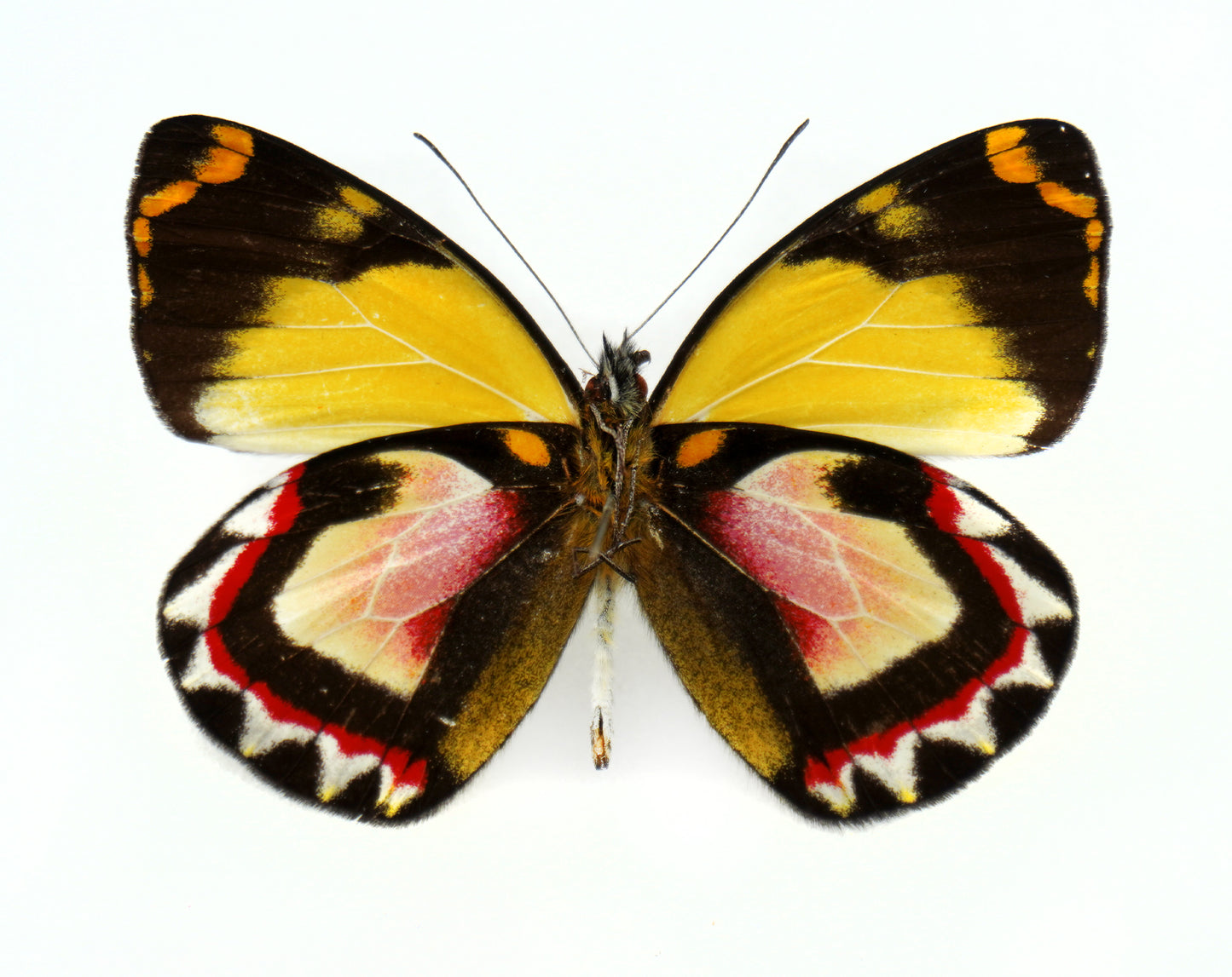 Delias luctuosa ssp. kuning ♂ (Irian Jaja)