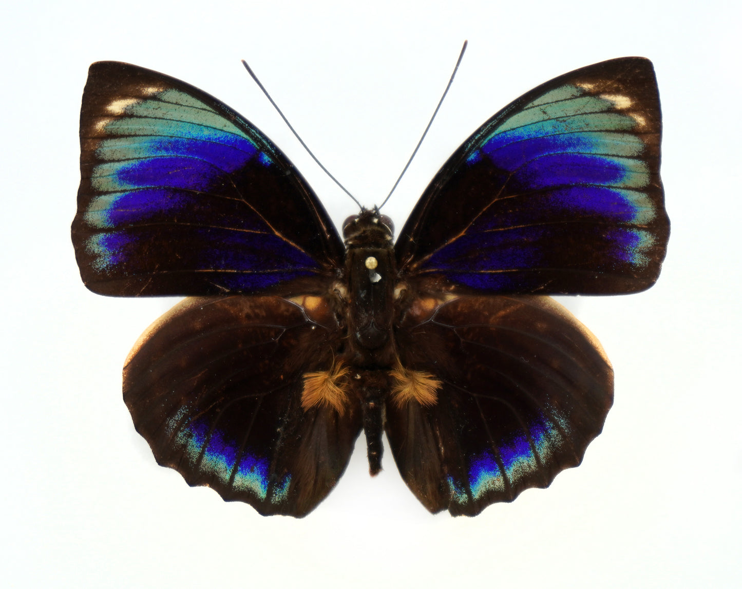 Agrias phalcidon phalcidon ♂ (Brasilien)