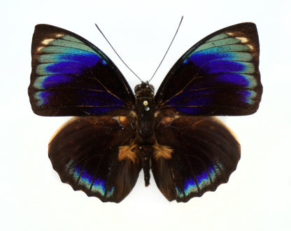 Agrias phalcidon phalcidon ♂ (Brasilien)