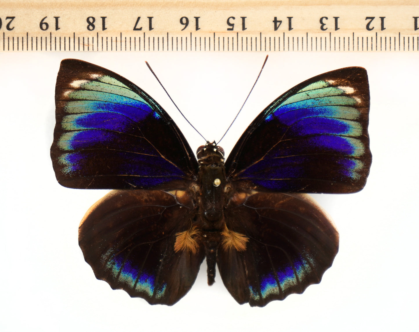 Agrias phalcidon phalcidon ♂ (Brazil)