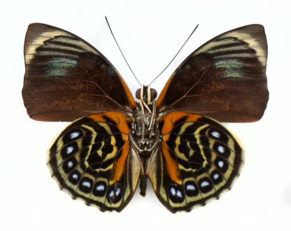 Agrias phalcidon phalcidon ♂ (Brazil)