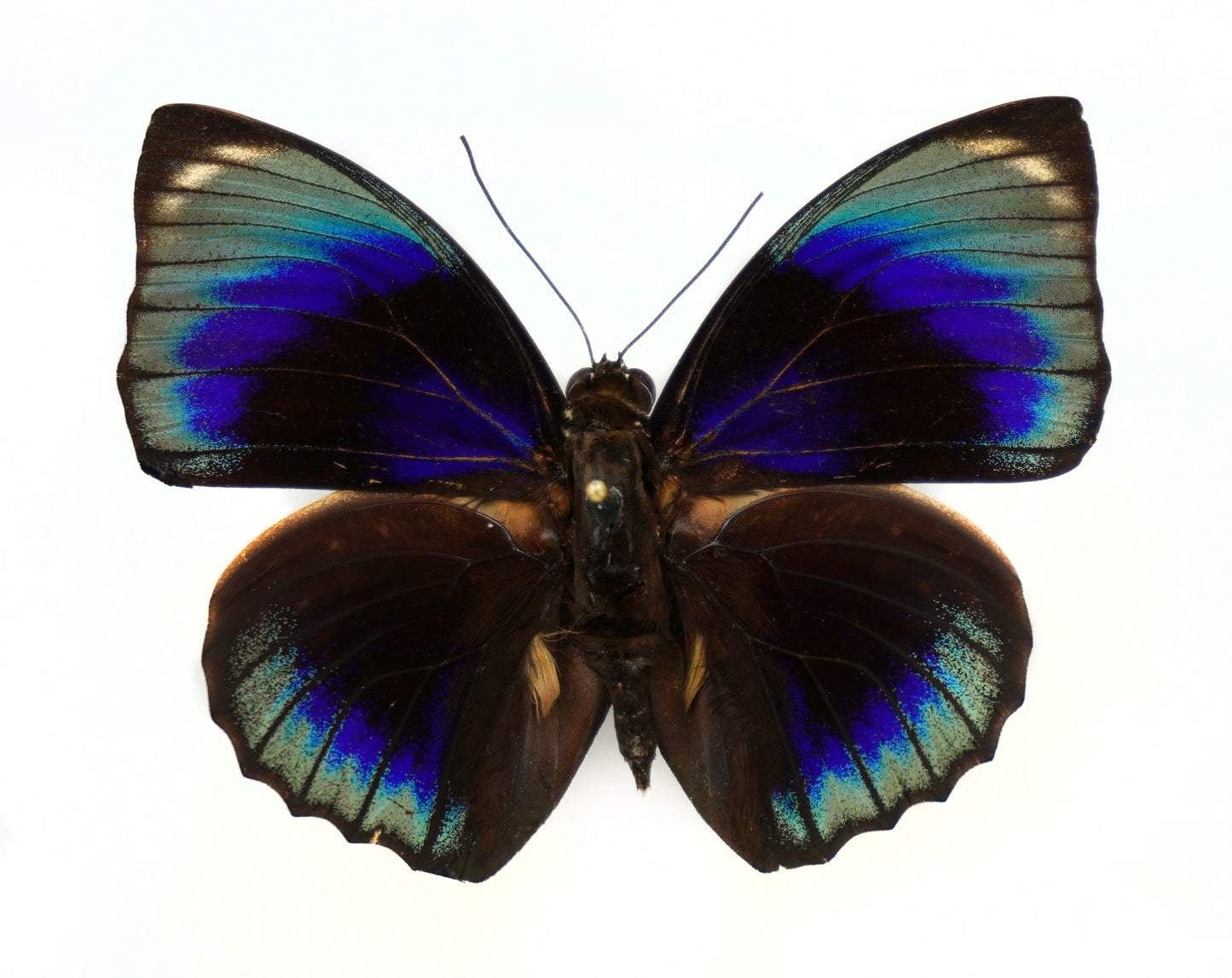 Agrias phalcidon phalcidon ♂ (Brasilien)