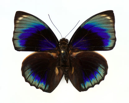 Agrias phalcidon phalcidon ♂ (Brazil)