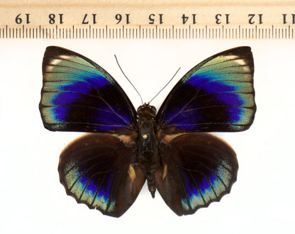 Agrias phalcidon phalcidon ♂ (Brasilien)