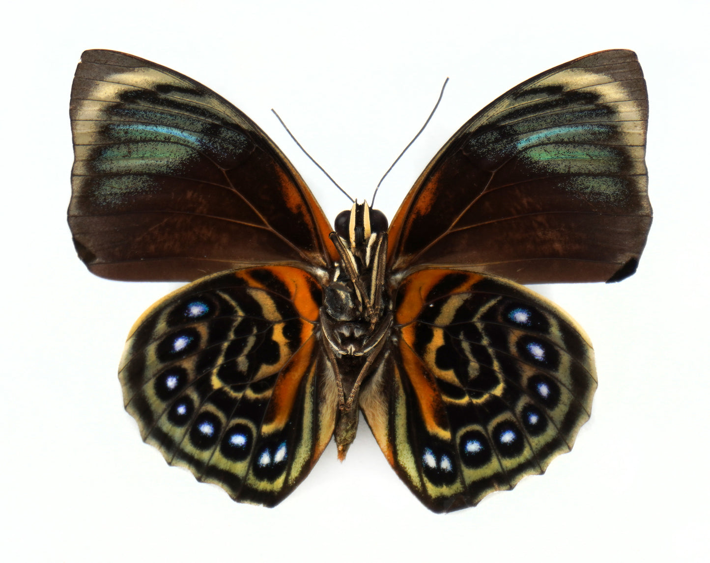 Agrias phalcidon phalcidon ♂ (Brazil)