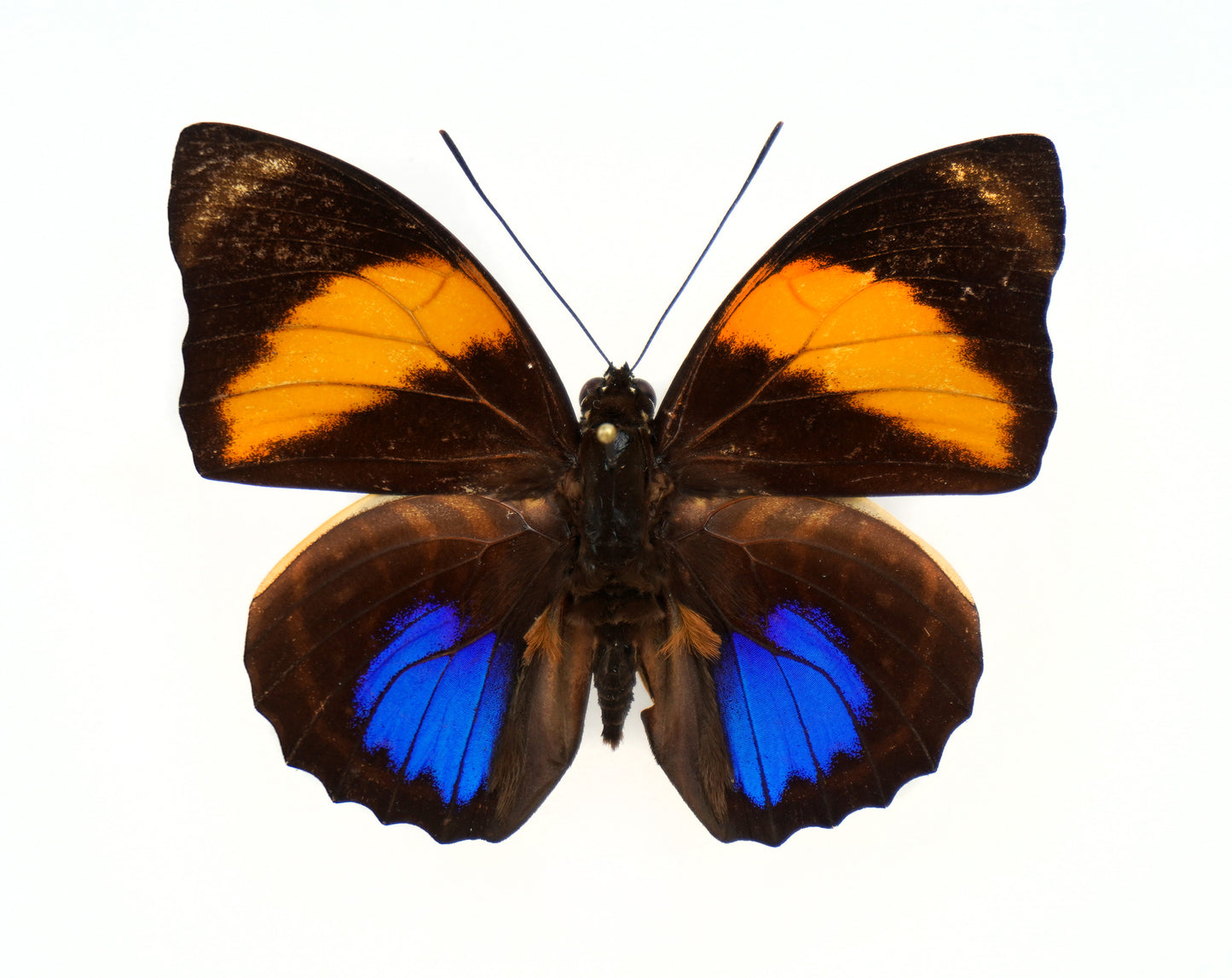 Agrias amydon smalli ♂ (Costa Rica)