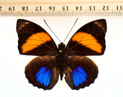 Agrias amydon smalli ♂ (Costa Rica)