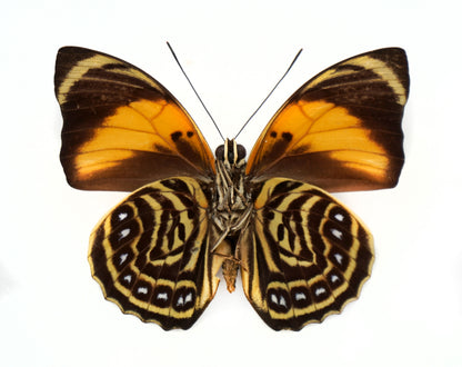 Agrias amydon smalli ♂ (Costa Rica)