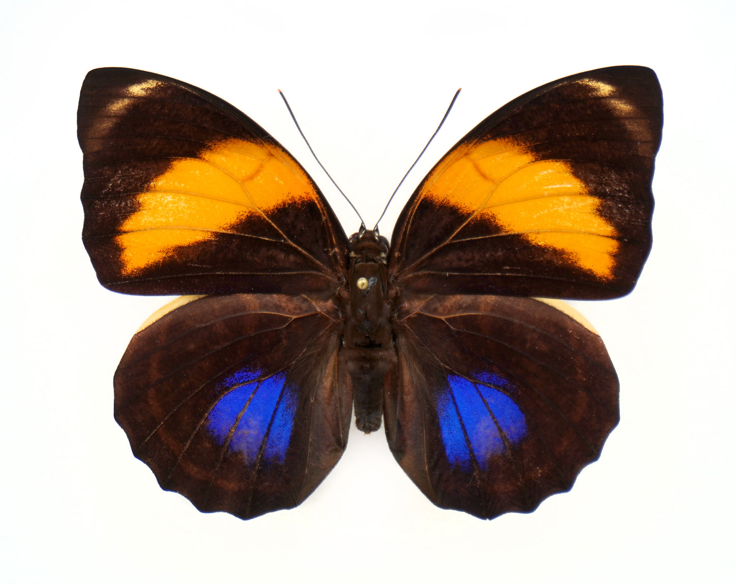 Agrias amydon smalli ♀ (Costa Rica)