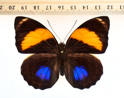 Agrias amydon smalli ♀ (Costa Rica)