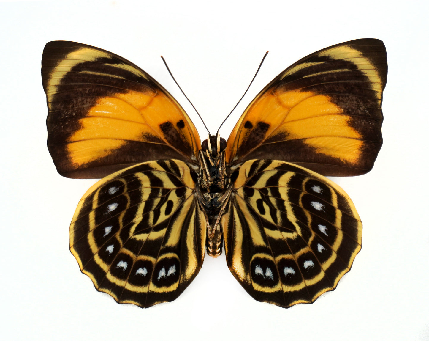 Agrias amydon smalli ♀ (Costa Rica)