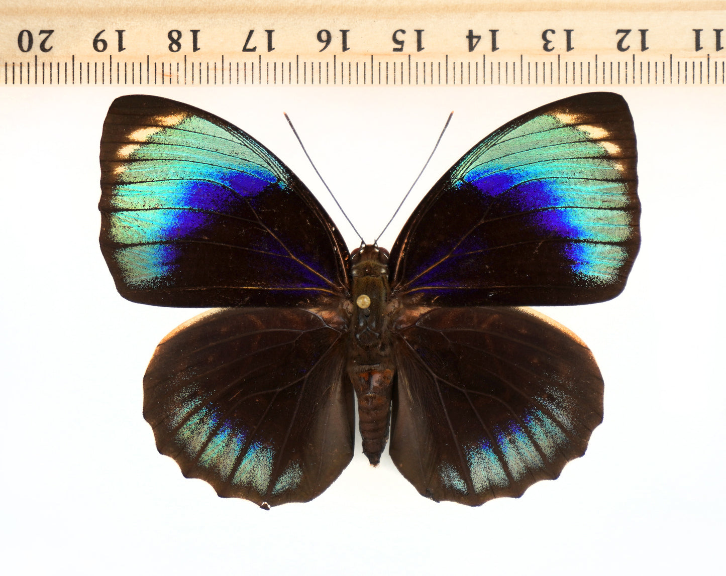 Agrias phalcidon phalcidon ♀ f.