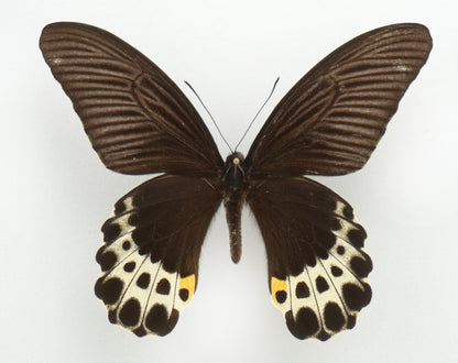 Papilio lampsacus ♂ (Java)