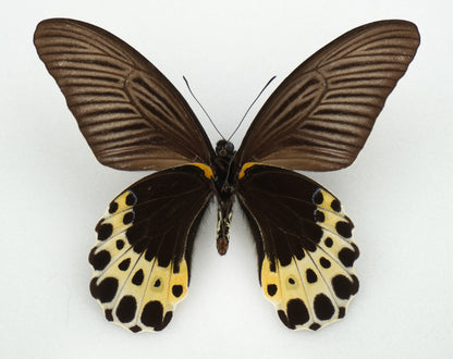 Papilio lampsacus ♂ (Java)