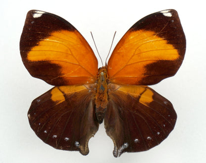 Siderone galanthis ♀ (Brazil)