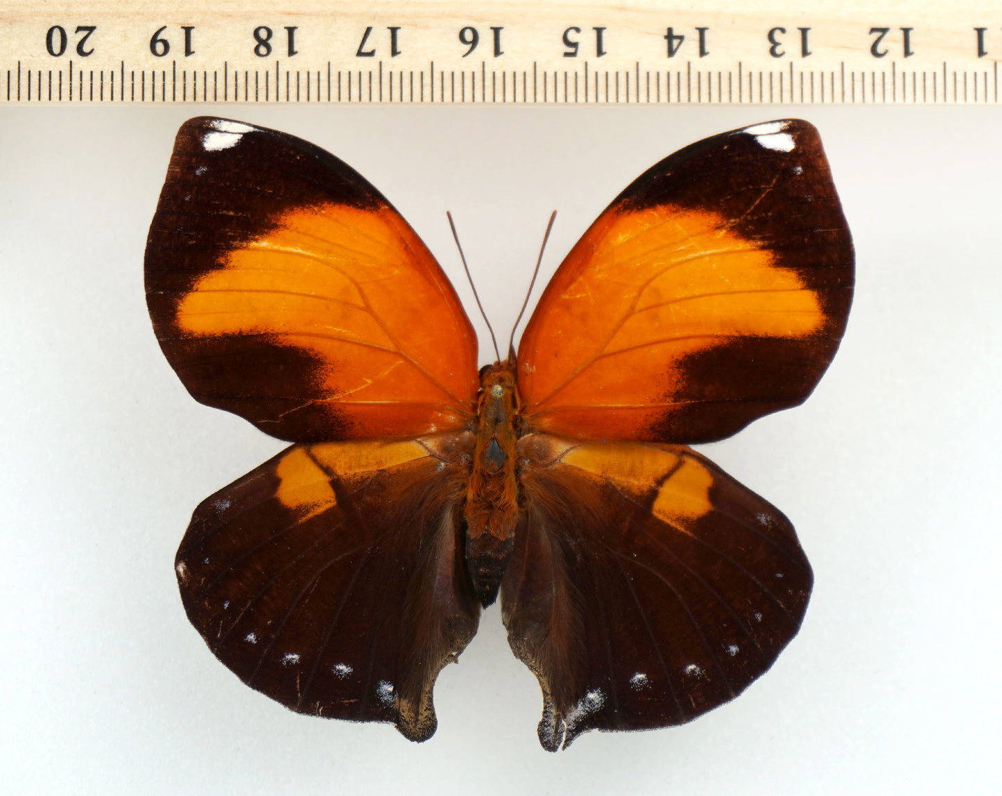 Siderone galanthis ♀ (Brazil)