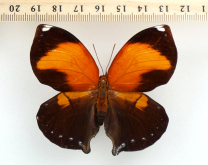 Siderone galanthis ♀ (Brazil)