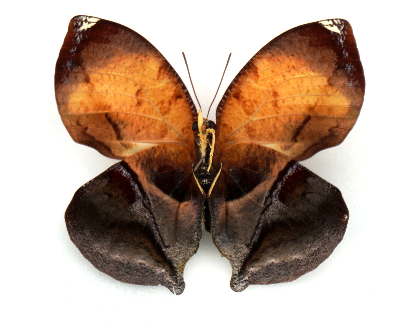 Siderone galanthis ♀ (Brazil)