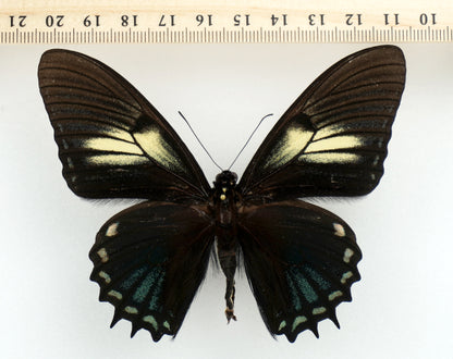 Papilio xanthopleura diaphora ♂ (Brasil)