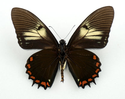 Papilio xanthopleura diaphora ♂ (Brasil)