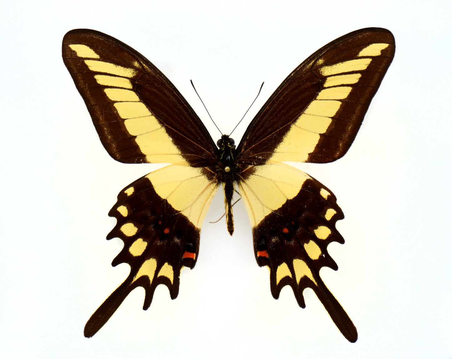 Papilio lamarchei ♂ (Bolivia)